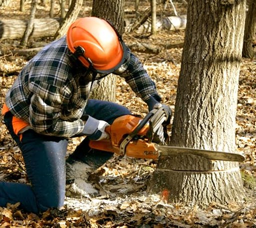 Tree Removal in Lakeview, NC